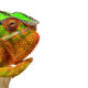 Green and orange colorful lizard