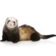 Air Purifier for Pets - Pet Odor Eliminator - ferret pose
