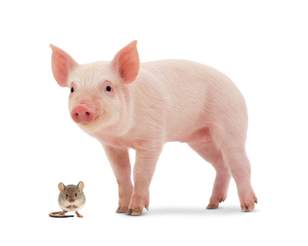 Air Purifier for Pets - Pet Odor Eliminator - Pig Mouse
