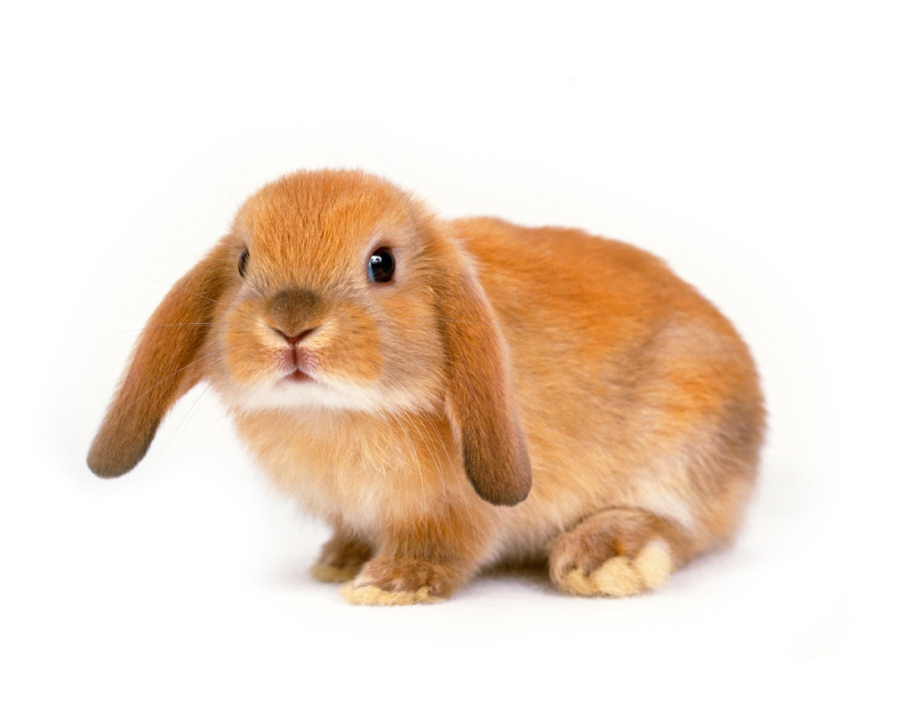 Air Purifier for Pets - Pet Odor Eliminator - Bunny