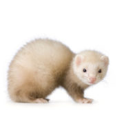 Ferret with a white background