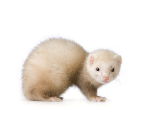 Ferret with a white background