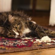 Air Purifier for Pets - Pet Odor Eliminator - kitty carpet