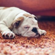 Air Purifier for Pets - Pet Odor Eliminator - Bulldog