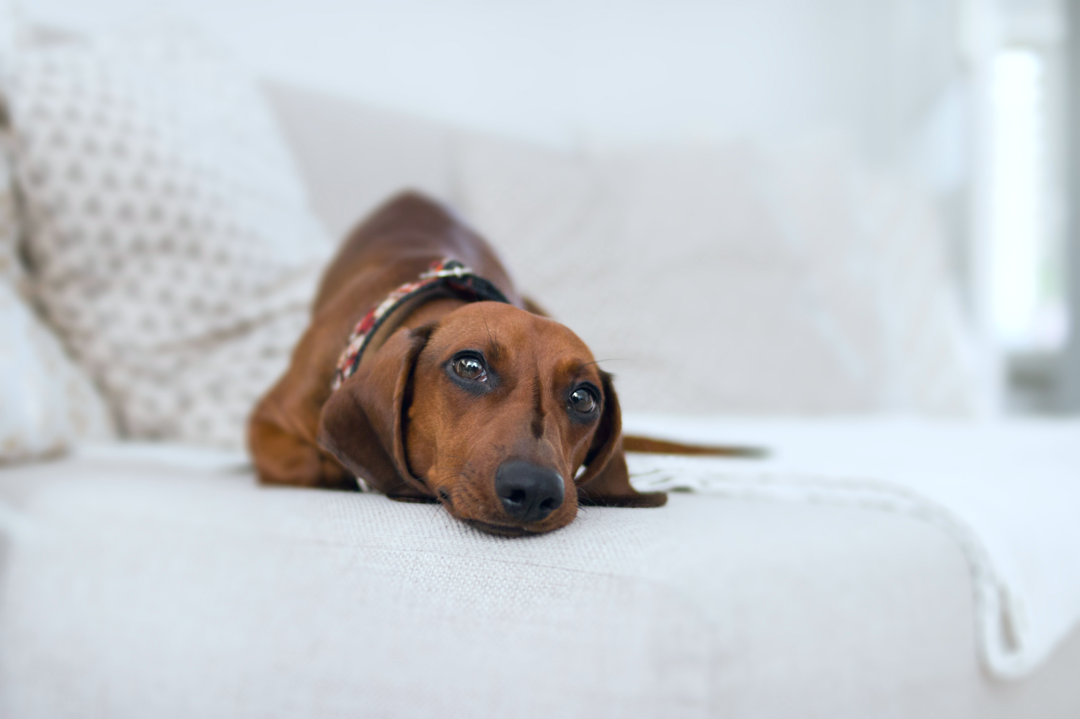 A brown Weiner dog laying down on a white couch.