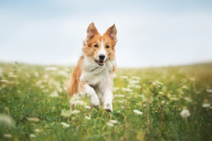 Air Purifier for Pets - Pet Odor Eliminator - dog stink
