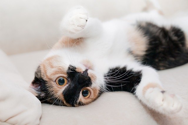 Air Purifier for Pets - Pet Odor Eliminator - cat health