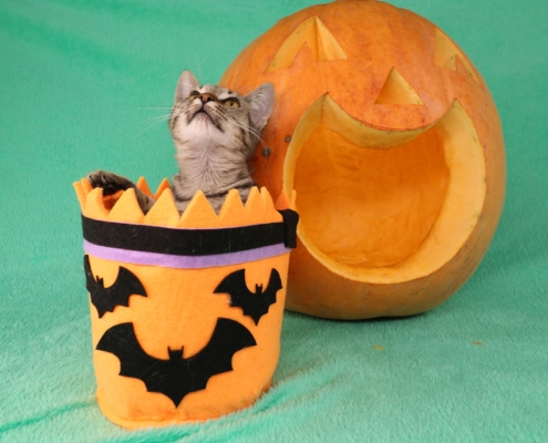 Air Purifier for Pets - Pet Odor Eliminator - pumpkin kitty