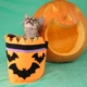 Cat in a Halloween Bucket with a Pumpkin