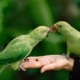 Two Green Birds on Hand
