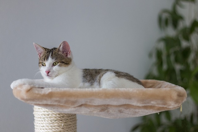 Air Purifier for Pets - Pet Odor Eliminator - Cat Tower