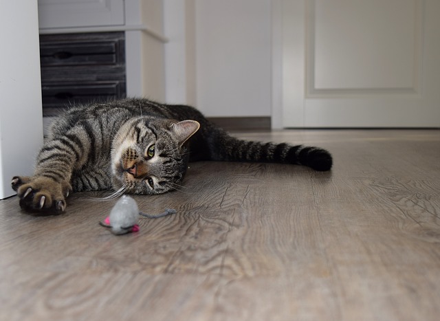 Cat Playing With Mouse Toy