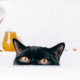 Air Purifier for Pets - Pet Odor Eliminator - peeking cat