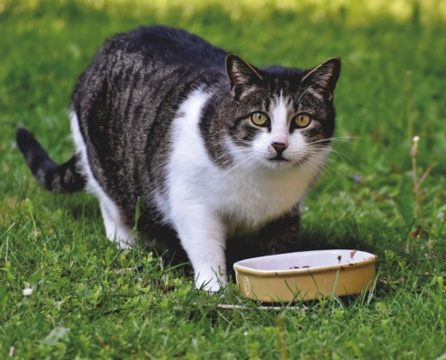 Cat with a food bowl in a grassy area