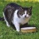 Air Purifier for Pets - Pet Odor Eliminator - cat food