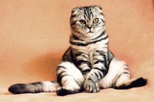 Air Purifier for Pets - Pet Odor Eliminator - striped cat