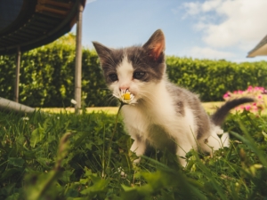 Air Purifier for Pets - Pet Odor Eliminator - cat litter 3