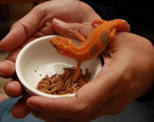 Air Purifier for Pets - Pet Odor Eliminator - orange lizard