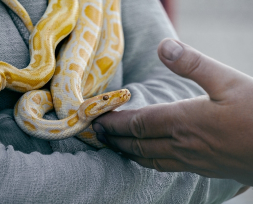 Snake being touched by a human