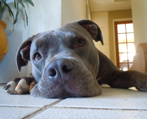 Gray pitbull thinking while laying down