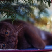 Black cat laying under a Christmas tree