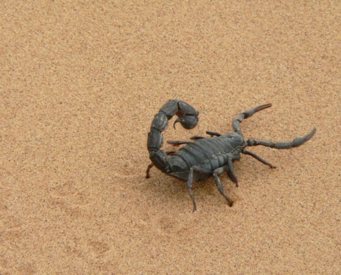 Black scorpion on a sandy terrain