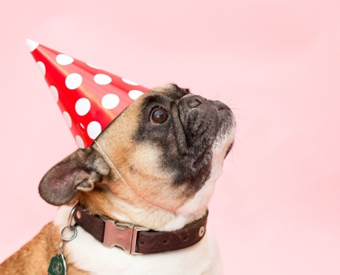 Pug in a red and white polka dot party hat with a pink background