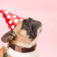 Pug in a red and white polka dot party hat with a pink background