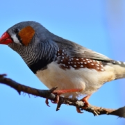 Brown, grey and orange finch on a tree branch