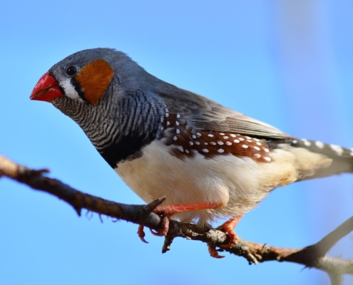 Brown, grey and orange finch on a tree branch
