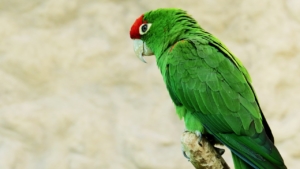 Air Purifier for Pets - Pet Odor Eliminator - amazon parrot
