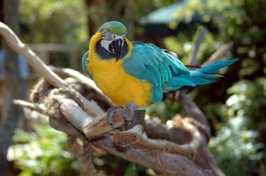 Air Purifier for Pets - Pet Odor Eliminator - blue macaw