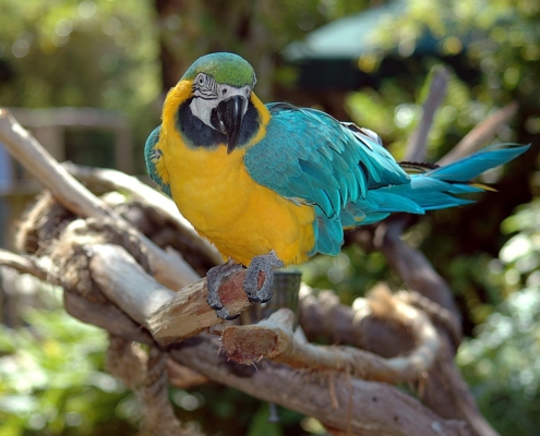 Blue yellow and green macaw
