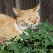 Orange cat with fresh catnip