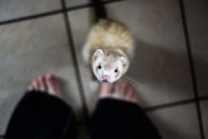 Ferret standing looking up at camera with owner's feet in background