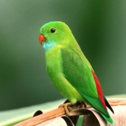 Green, blue and red parakeet on a branch