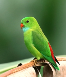 Air Purifier for Pets - Pet Odor Eliminator - green parakeet