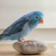 Air Purifier for Pets - Pet Odor Eliminator - blue parrotlet