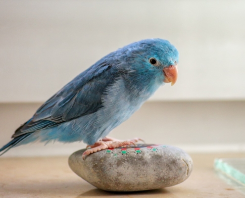 dark and light blue parrotlet sitting on a rock