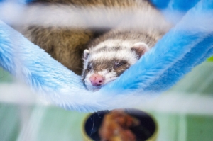 Ferret sleeping in a blue hammock