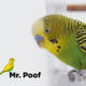 Air Purifier for Pets - Pet Odor Eliminator - Mr Poof
