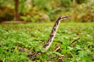 Ball Python slithering in grass