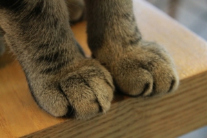 Air Purifier for Pets - Pet Odor Eliminator -  cat paws