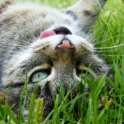 Cat upside down in grass with tongue sticking out