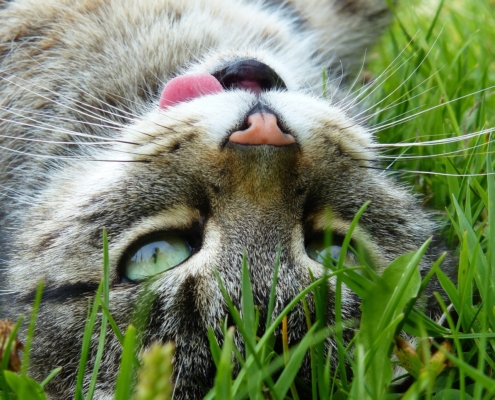 Cat upside down in grass with tongue sticking out