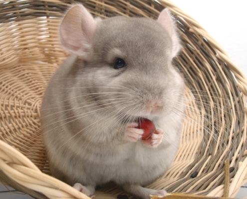 Grey chinchilla eating a nut in a basket