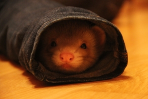 Air Purifier for Pets - Pet Odor Eliminator - hiding ferret