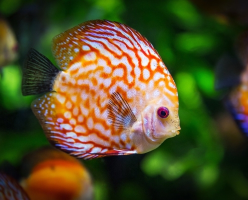 Orange and white fish
