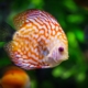 Air Purifier for Pets - Pet Odor Eliminator - speckled fish