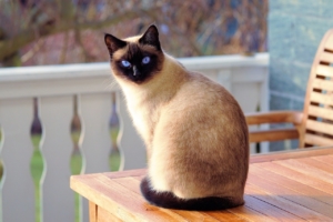 Air Purifier for Pets - Pet Odor Eliminator - adult siamese cat
